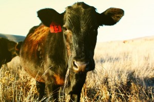 Happy cows grazing at True Grass Farms