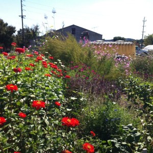 Grab N' Grow Late Summer Garden Care