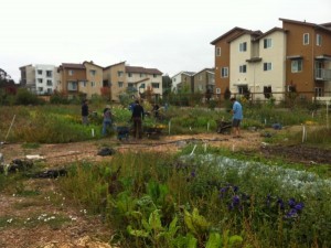 Summer Garden Care and Clean Up