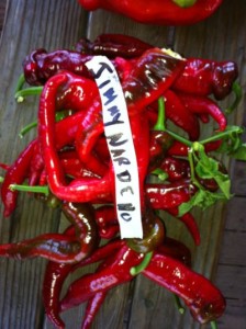 Growing Jimmy Nardello Peppers