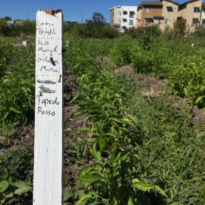 Growing Peppers