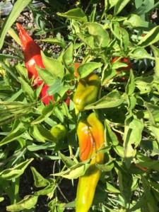 Ripening Peppers
