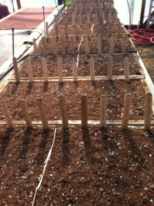 Pepper seeds germinating