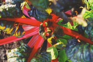 Chard from Table Top Farm