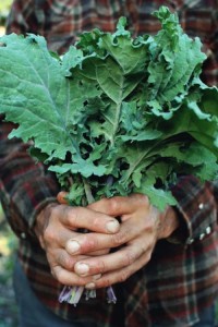 Cool season Red Russian Kale from Table Top Farm. 