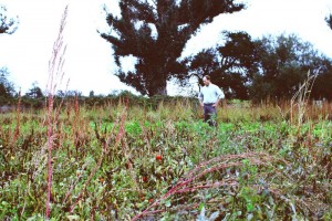 Jesse Pizzitola surveying the fields in early fall at First Light Farm