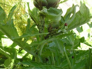 Ladybugs eating aphids on an artichoke plant