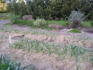 Straw mulch on a garlic patch for Ceres Project Community Garden