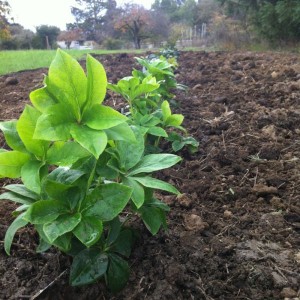 Winter Flowering Hellebore