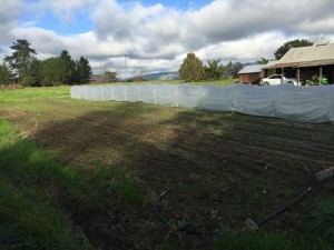 Low Tunnel Greenhouse 