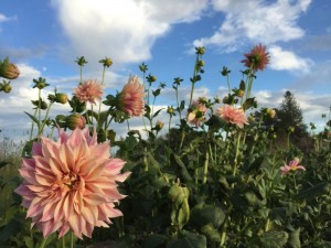 Cafe Au Lait Dahlias