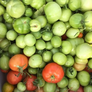 Over Planted Tomatoes