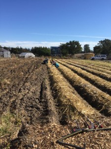 Increasing Strawberry Plant Numbers for 2016 