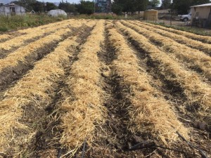 Straw covered beds