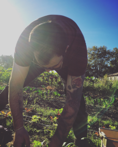 Chef Matt Elias harvesting salad greens at Petaluma Bounty