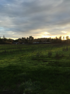 Winter Fields Before the annual spring soil test 