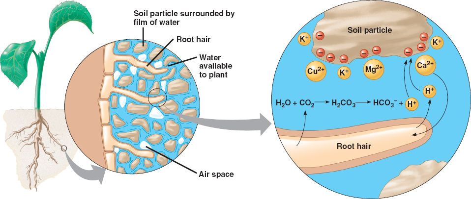 The Cation Exchange Gel Samples