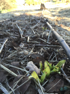 Under-performing flower crops 