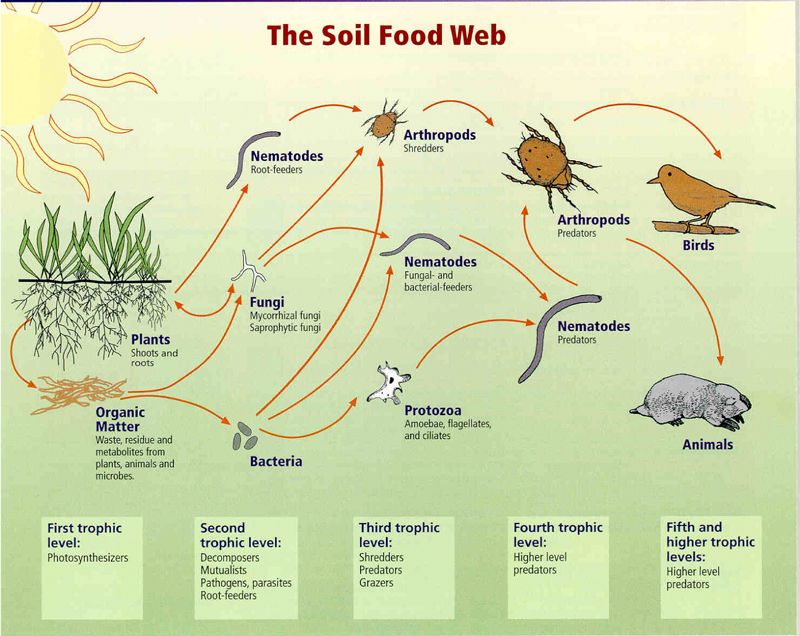 Soil_food_webUSDA