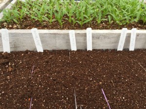 Newly-sown pepper seeds and tomato seedlings growing strong.