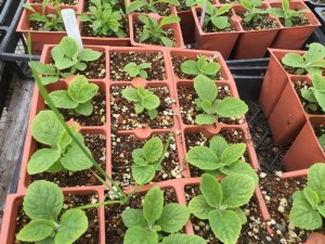 Seeds ready for transplant