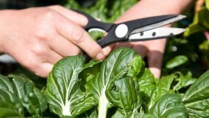 How to Properly Harvest Asian Greens