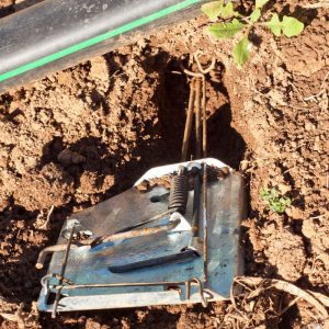 Placing a cinch trap for gophers