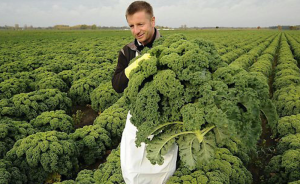 A farmer bringing in a large harvest of kale.