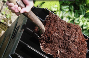 Use plenty of compost to amend your soil prior to transplanting your kale starts.