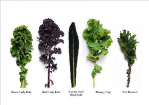 When you decide to grow kale, you have lots of choices - photo source Buzzfeed.com