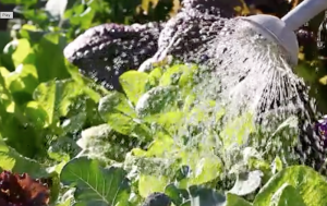 Give your kale a good watering right after planting.