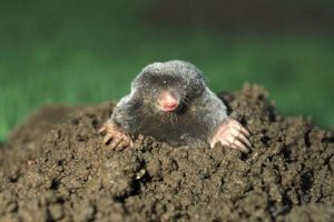 A mole comes up for air