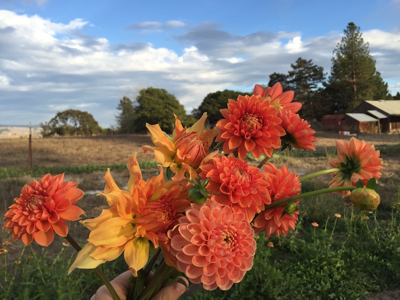 The Cafe Au Lait Dalhia grown at B-Side Farm in Sebastopol