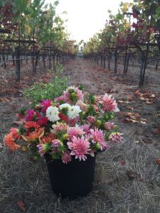 A basket of B-Side Farm Dahlias