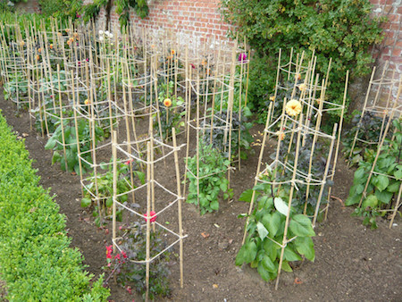 Properly staked growing dahlias