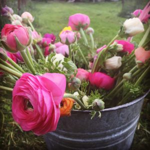 A bucket of spring ranunculus