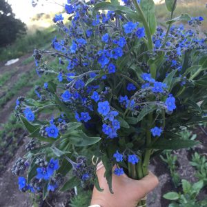 A handful of Chinese Forget Me Nots