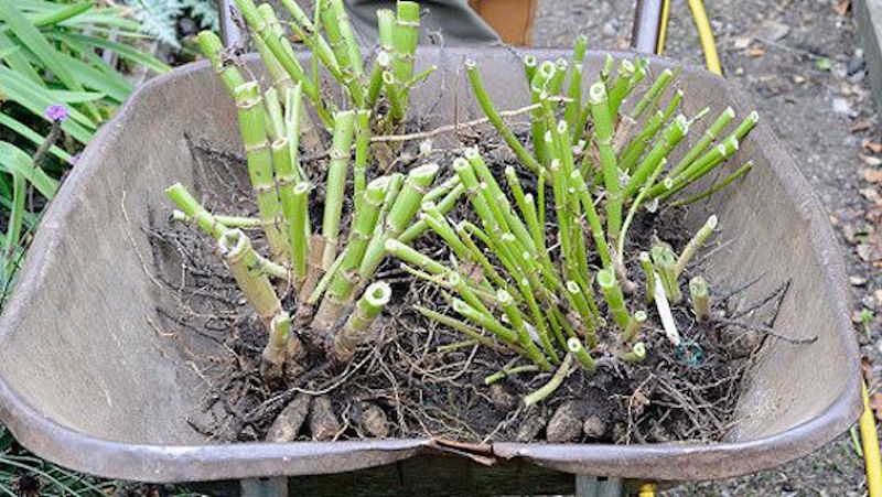 Dahlias dug up for winter