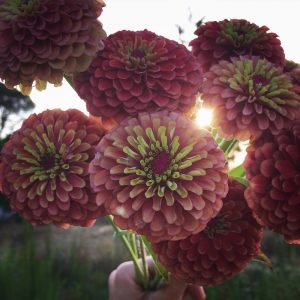 Lennie's favorite Zinnia - 'Queen Red Lime'