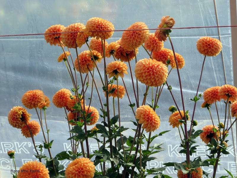 Long stems dahlias