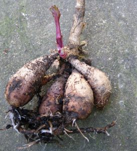 Dahlia tubers ready to be planted