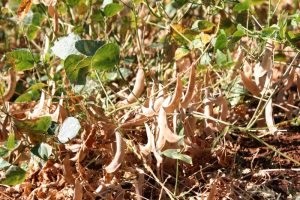 Growing dry beans maturing on the vine.