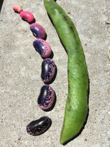 Growing dry beans