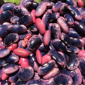 Harvested Scarlet Runner Dry Beans