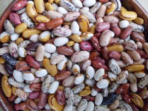 Harvest dry bean varieties 