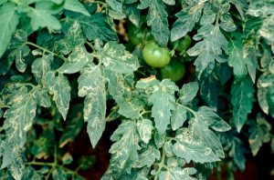 Leaf Miner damage