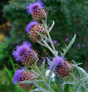 Perennials: Cynara Cardunculus