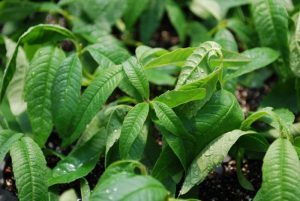 Perennials: Lemon Verbena