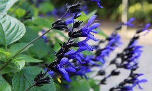 Perennials: Salvia guaranitica, or 'Black and Blue'