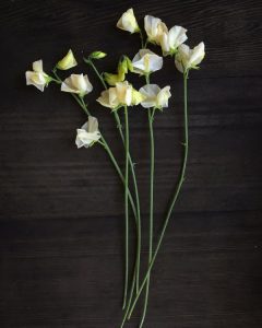 Harvested Sweet Peas 